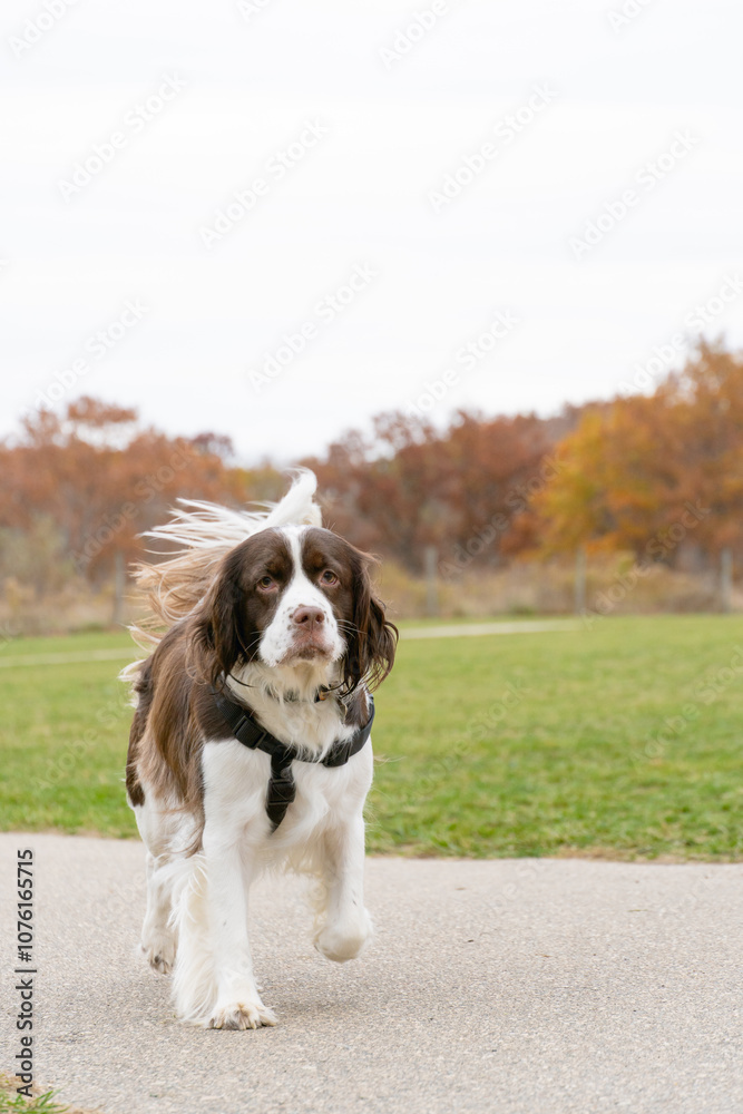 English Springer Spaniel Walking during Fall time on a trail English Springer Spaniel Walking during Fall time on a trail