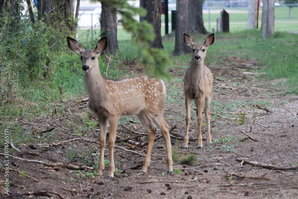 two fawns in the summer two fawns in the summer