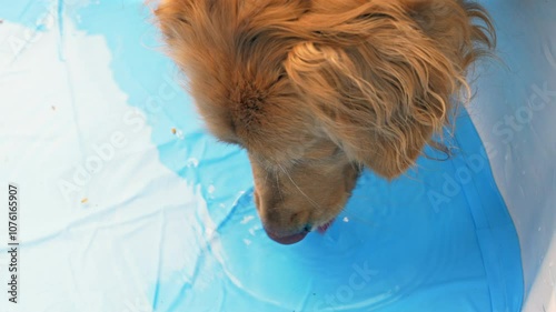 A golden retriever leans down to drink water from a plastic pool