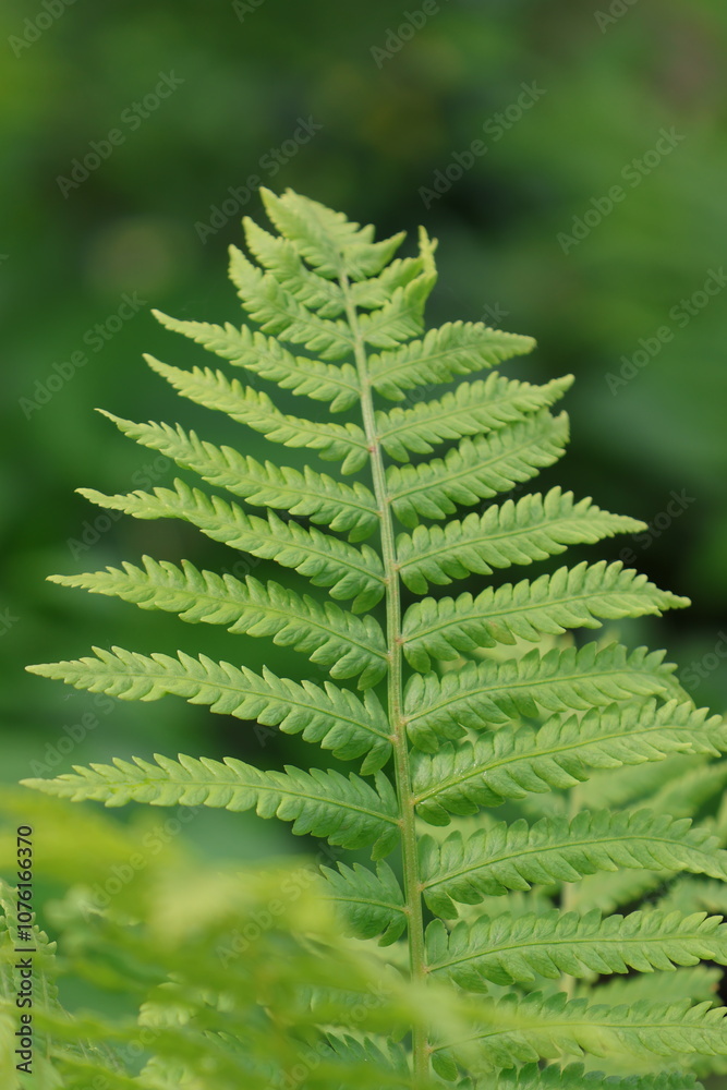 Green fern in the summer Green fern in the summer