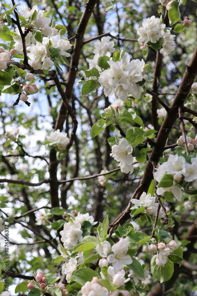 Apple Blossoms in the Spring Apple Blossoms in the Spring