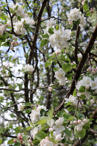 Apple Blossoms in the Spring photo