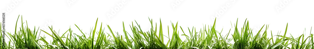 Fresh green grass isolated against a white background Fresh green grass isolated against a white background