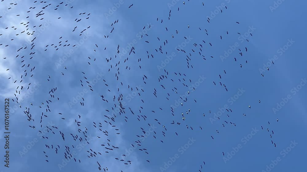 A group of Common Cranes flying blue sky, sunny day in winter in Gironde,France. High quality 4k footage A group of Common Cranes flying blue sky, sunny day in winter in Gironde,France. High quality 4k footage