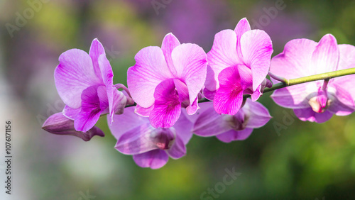 Purple flowering orchid. Beautiful purple orchid flower. Phalaenopsis orchid flower