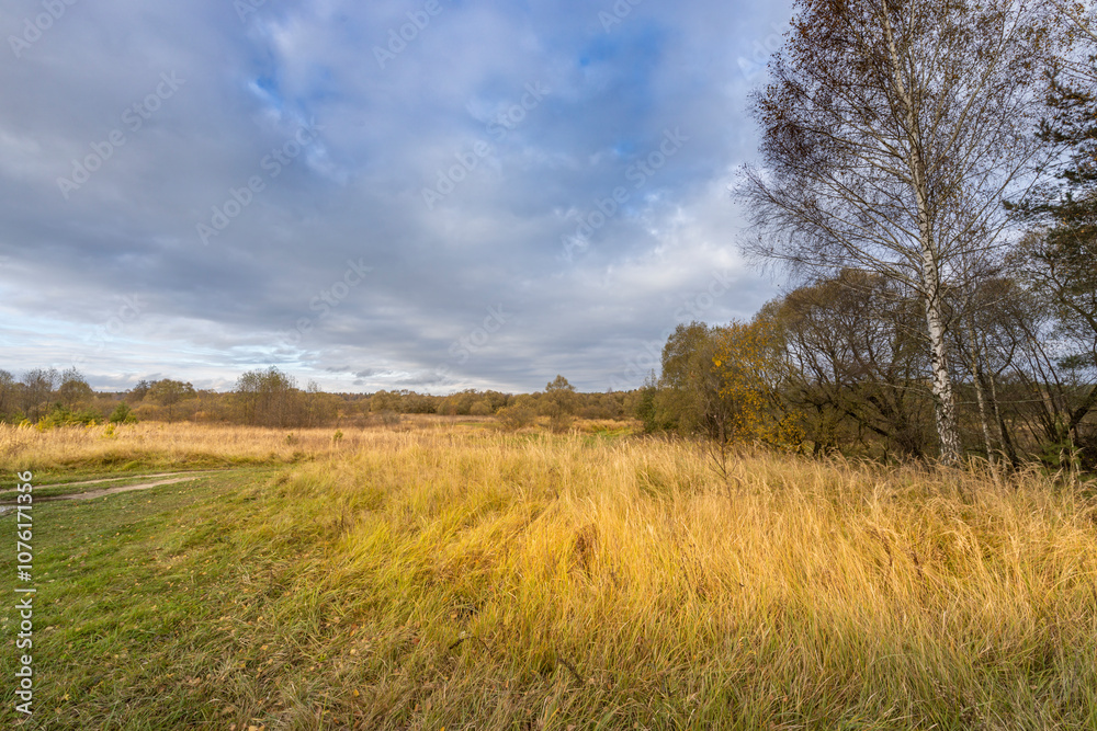 A field of tall grass with a tree in the background A field of tall grass with a tree in the background