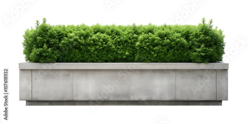 Modern concrete planter box filled with lush green shrubs, creating a stylish and contemporary greenery display, isolated on a white background. PNG, cutout, or clipping path.
