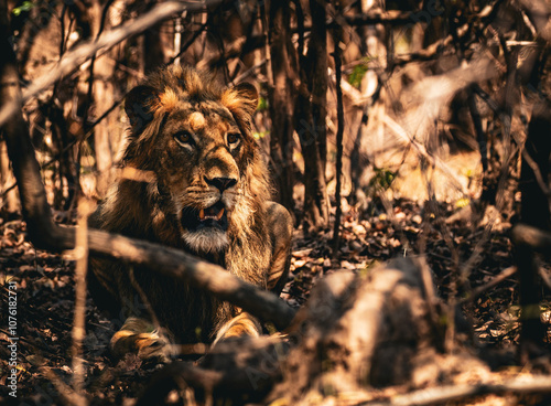Photography Lower Zambezi, Portrait of a Male Lion.