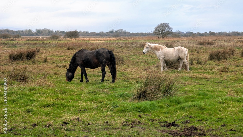 Beautiful black and white horses in green field at pasture, animals and wildlife at county Galway, Ireland