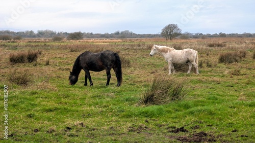 Obraz na płótnie Beautiful black and white horses in green field at pasture, animals and wildlife at county Galway, Ireland w salonie