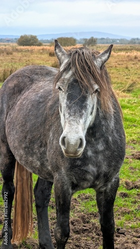 Obraz na płótnie Beautiful black and white horses in green field at pasture, animals and wildlife at county Galway, Ireland w salonie