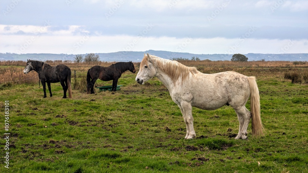 Beautiful black and white horses in green field at pasture, animals and wildlife at county Galway, Ireland Beautiful black and white horses in green field at pasture, animals and wildlife at county Galway, Ireland