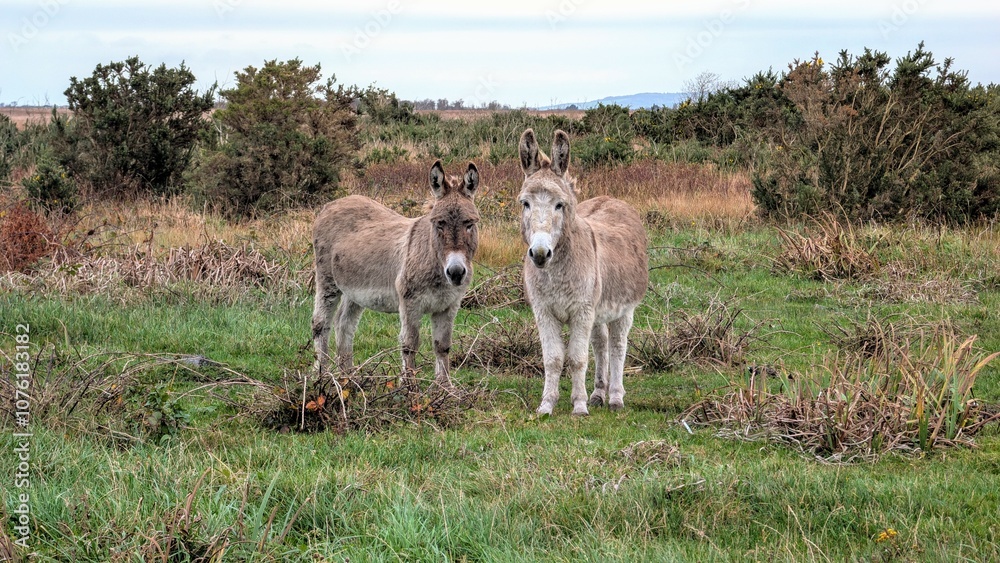 Cute little donkeys in the field, farm animals and wildlife, nature background