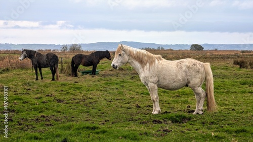 Obraz na płótnie Beautiful black and white horses in green field at pasture, animals and wildlife at county Galway, Ireland w salonie