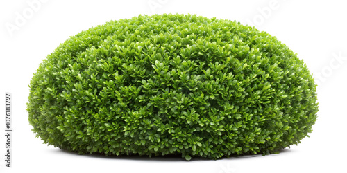 Neatly trimmed round green shrub, resembling boxwood or topiary, with dense foliage, isolated on a white background. PNG, cutout, or clipping path.