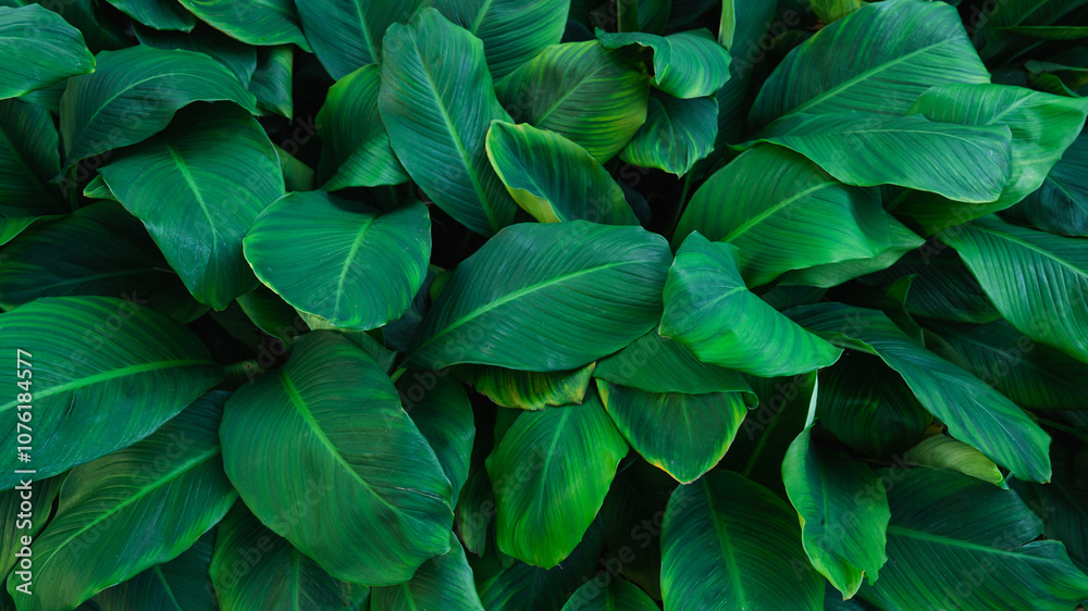 Obraz premium leaves of Spathiphyllum cannifolium, abstract green texture, nature background, tropical leaf.