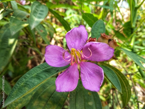 Beautiful purple affine Melastoma flowers, blooming in the forest.