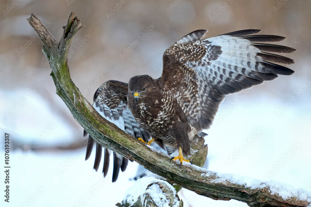 Obraz premium Common buzzard (Buteo buteo)
