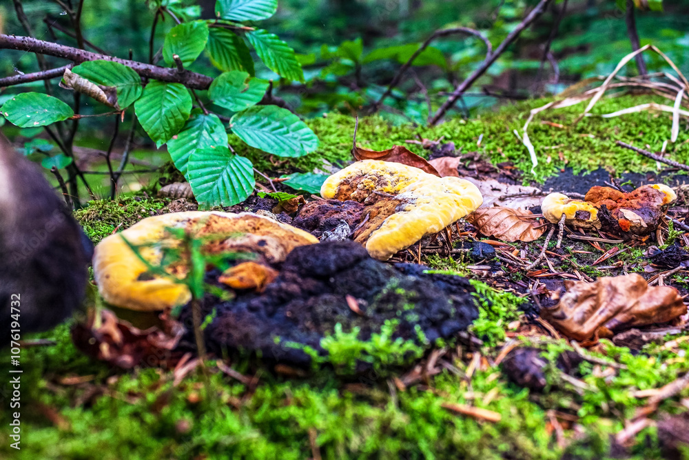 Obraz premium Macro - Forest - Europe, Romania, Suceava region
