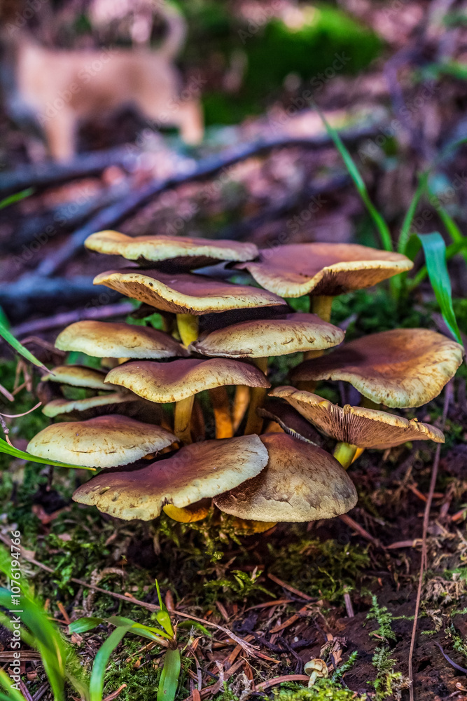 Macro - Forest - Europe, Romania, Suceava region Macro - Forest - Europe, Romania, Suceava region