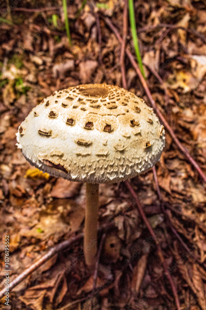 Macro - Forest - Europe, Romania, Suceava region Macro - Forest - Europe, Romania, Suceava region