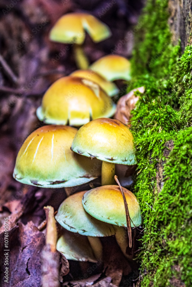 Macro - Forest - Europe, Romania, Suceava region Macro - Forest - Europe, Romania, Suceava region