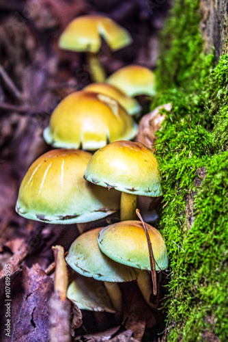 Macro - Forest - Europe, Romania, Suceava region