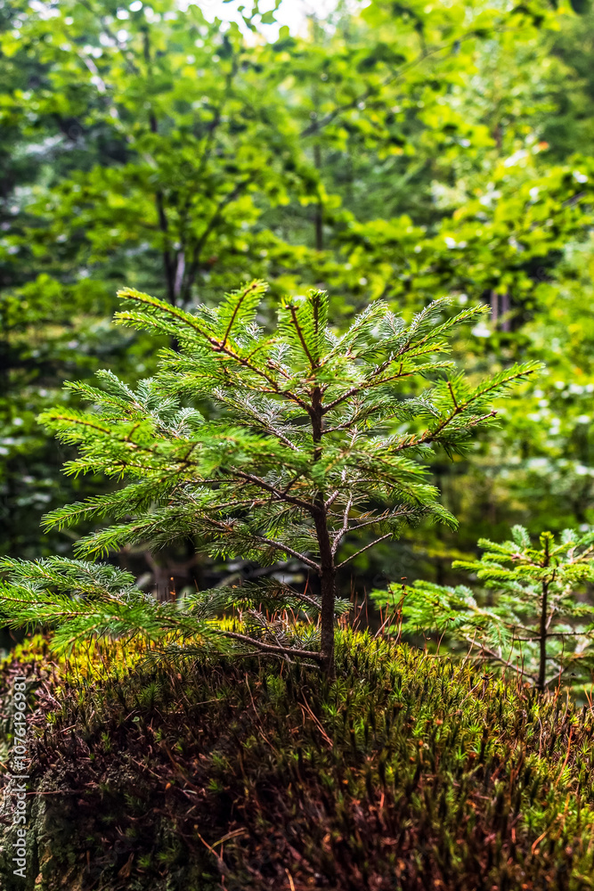 Macro - Forest - Europe, Romania, Suceava region Macro - Forest - Europe, Romania, Suceava region