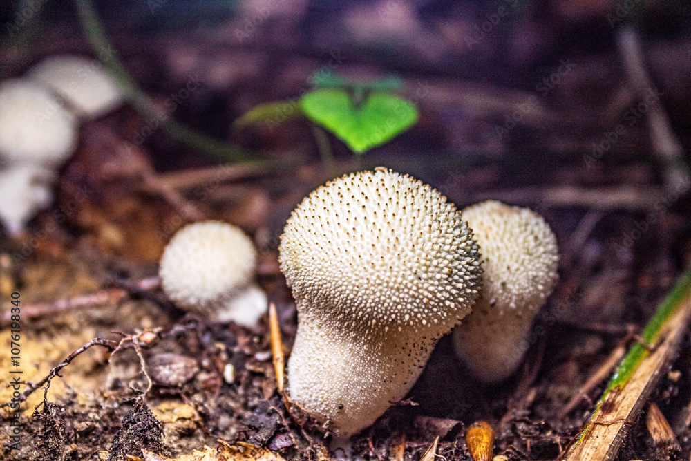 Macro - Forest - Europe, Romania, Suceava region Macro - Forest - Europe, Romania, Suceava region