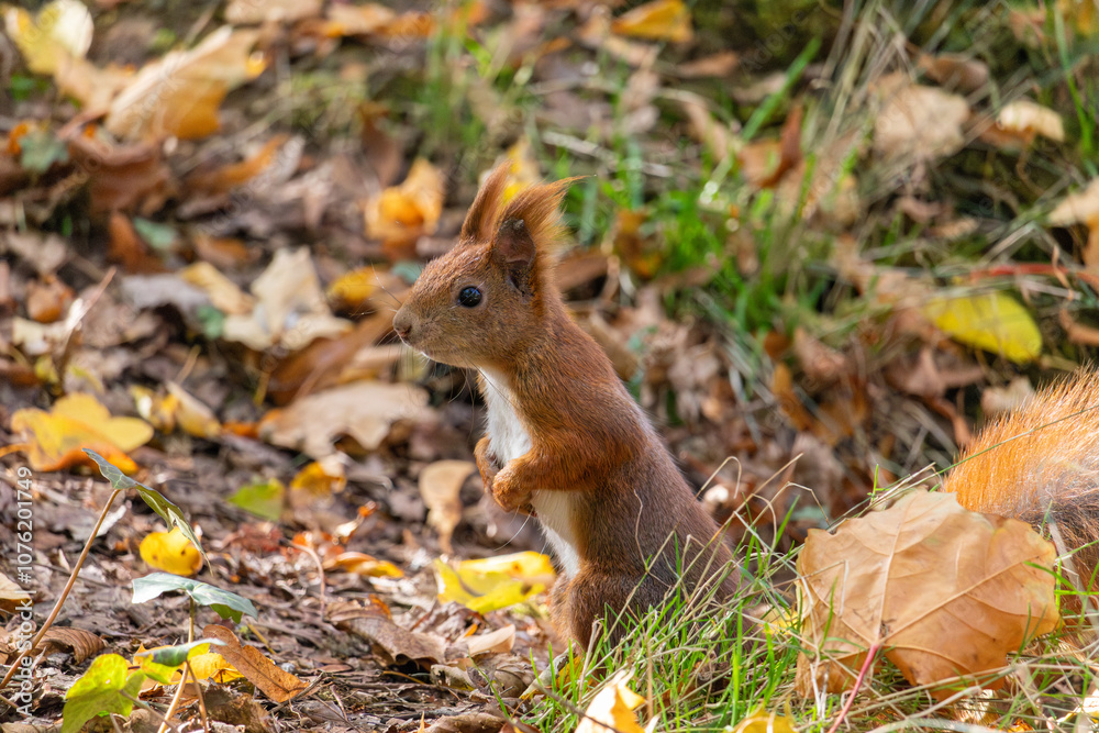 Close up view of a red squirrel captured at the Lazienki park, Warsaw, Poland. Close up view of a red squirrel captured at the Lazienki park, Warsaw, Poland.