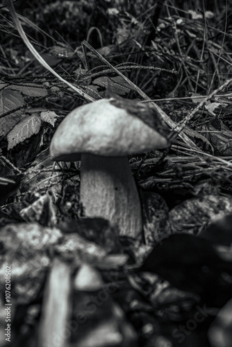 Macro  - Forest - Europe, Romania, Suceava region