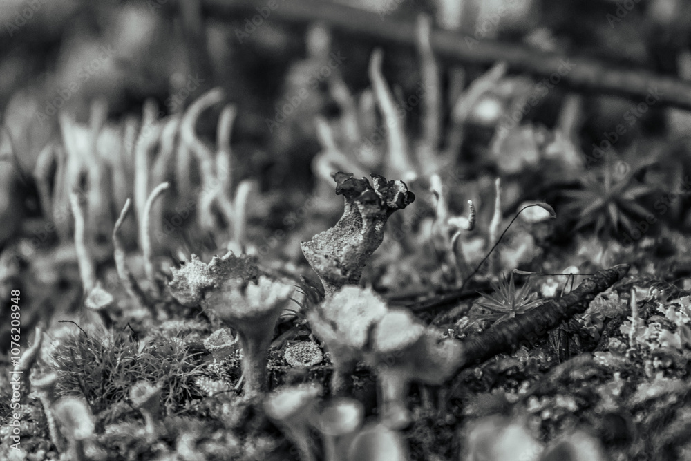 Fototapeta premium Macro - Forest - Europe, Romania, Suceava region