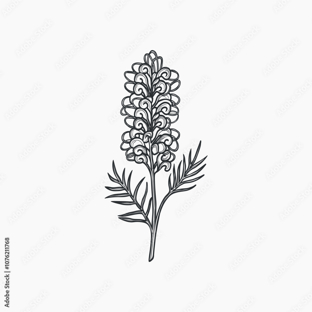 Fototapeta premium Hand drawn grevillea flower illustration. Australian native plant