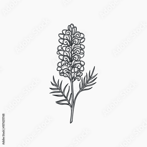 Hand drawn grevillea flower illustration. Australian native plant