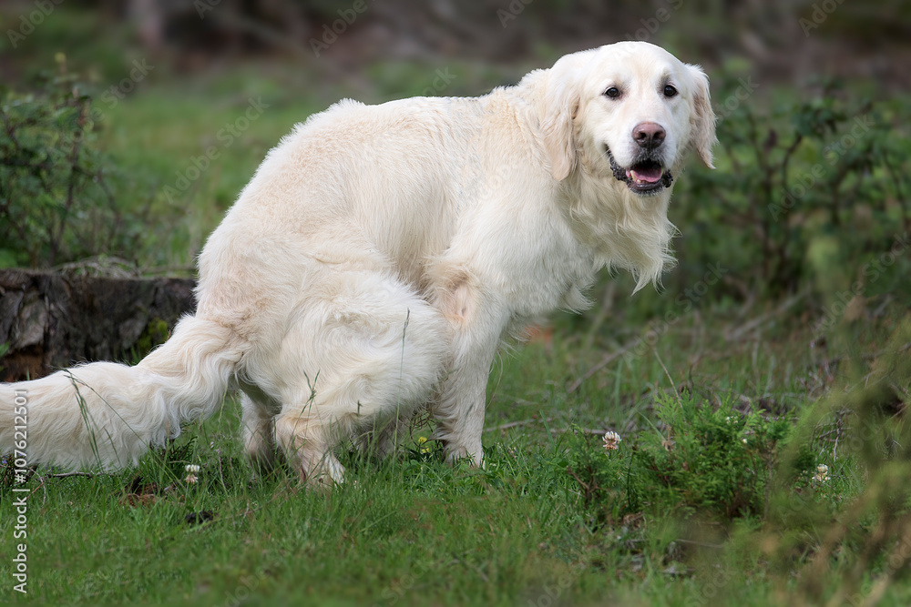 Golden Retriever dog shitting in the field Golden Retriever dog shitting in the field