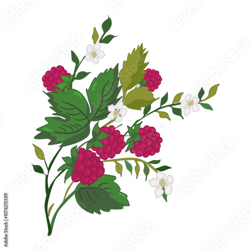 Wild raspberry isolated on white background.Raspberry berries, leaves and flowers.Red raspberry bush with green leaves and berries blossoms.Growing berry plant.Design for tea label.Vector illustration