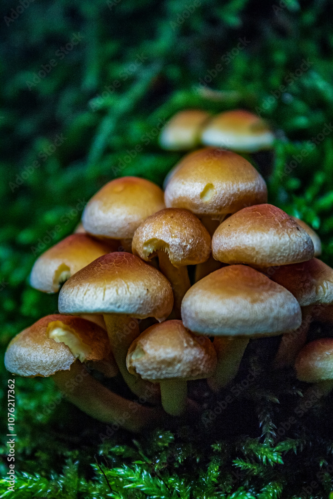 Macro - Forest - Europe, Romania, Suceava region Macro - Forest - Europe, Romania, Suceava region