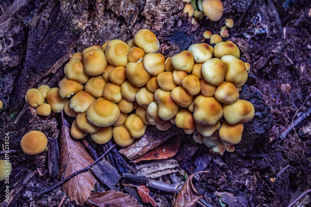 Macro - Forest - Europe, Romania, Suceava region Macro - Forest - Europe, Romania, Suceava region