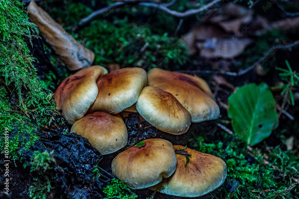 Macro - Forest - Europe, Romania, Suceava region Macro - Forest - Europe, Romania, Suceava region