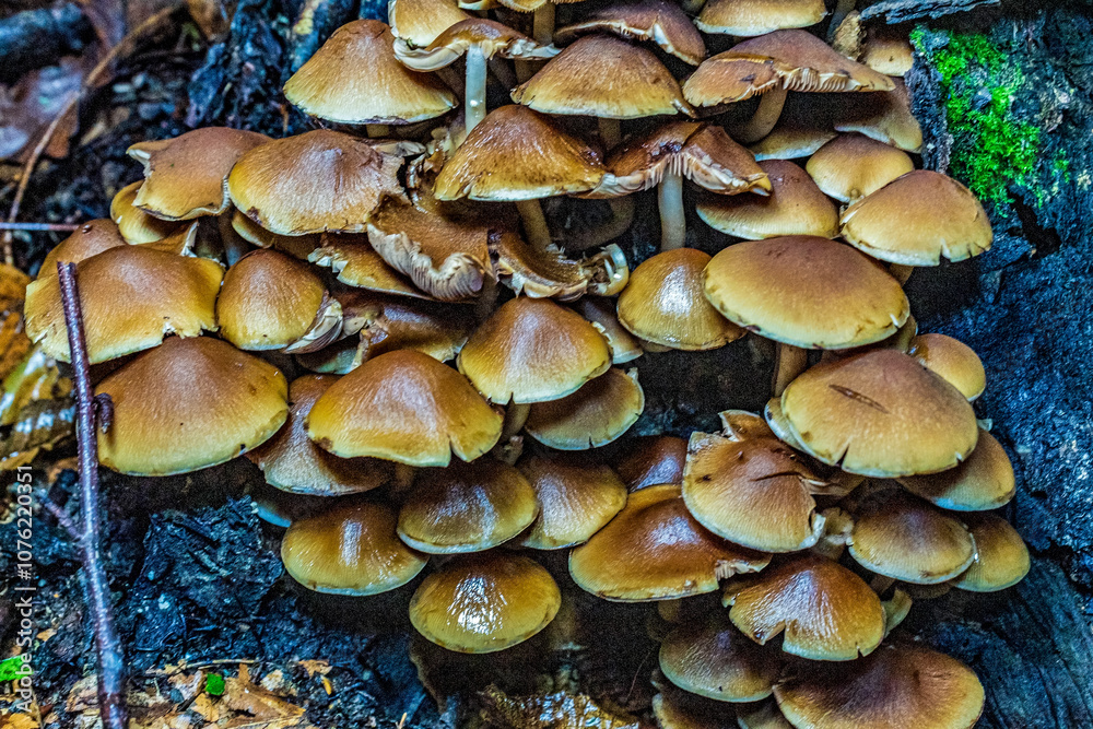 Macro - Forest - Europe, Romania, Suceava region Macro - Forest - Europe, Romania, Suceava region