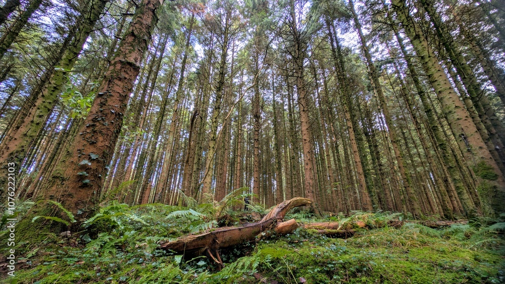Hiking in the autumn Merlin forest park, Galway, Ireland, nature woods background