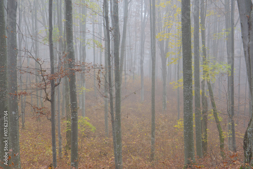 forest in fog