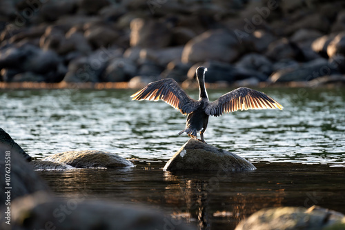 Cormorant bird with wings spread photo