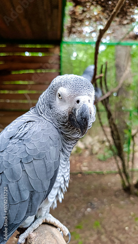 Obraz na płótnie grey parrot in a zoo w salonie
