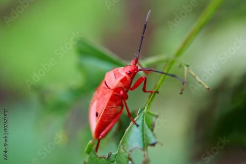 Close-up view of Kapok Bug insect on leaf