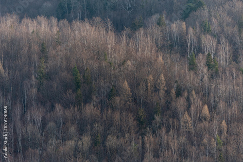 Winter beech forest with tree trunks in Beskydy Mountain in Czech Republic