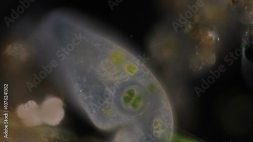 Methods of study of Protozoa, Algae and bacteria under the microscope in the biology laboratory. photo