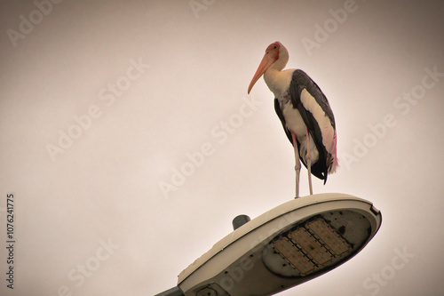 Photography A tall stork with long legs and a bright orange beak stands on a rusted pole in Kuala Lumpur