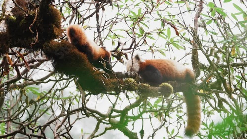 A Cub of a Red Panda with her mother on a Rhododendron tree on a foggy day photo