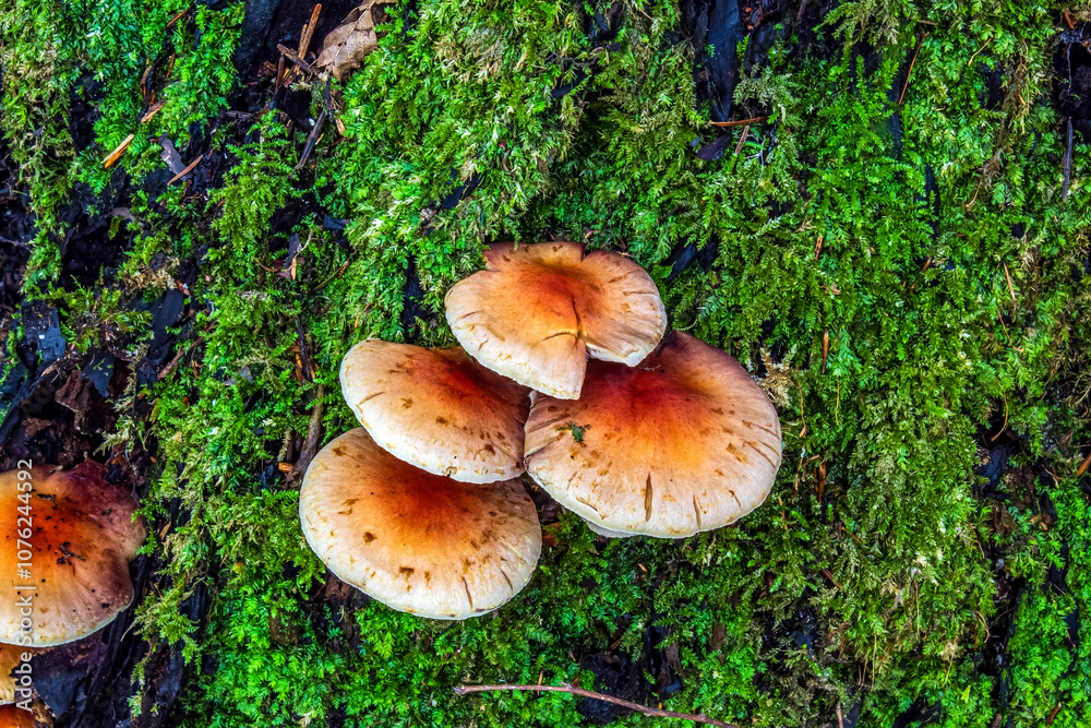 Macro - Forest - Europe, Romania, Suceava region Macro - Forest - Europe, Romania, Suceava region